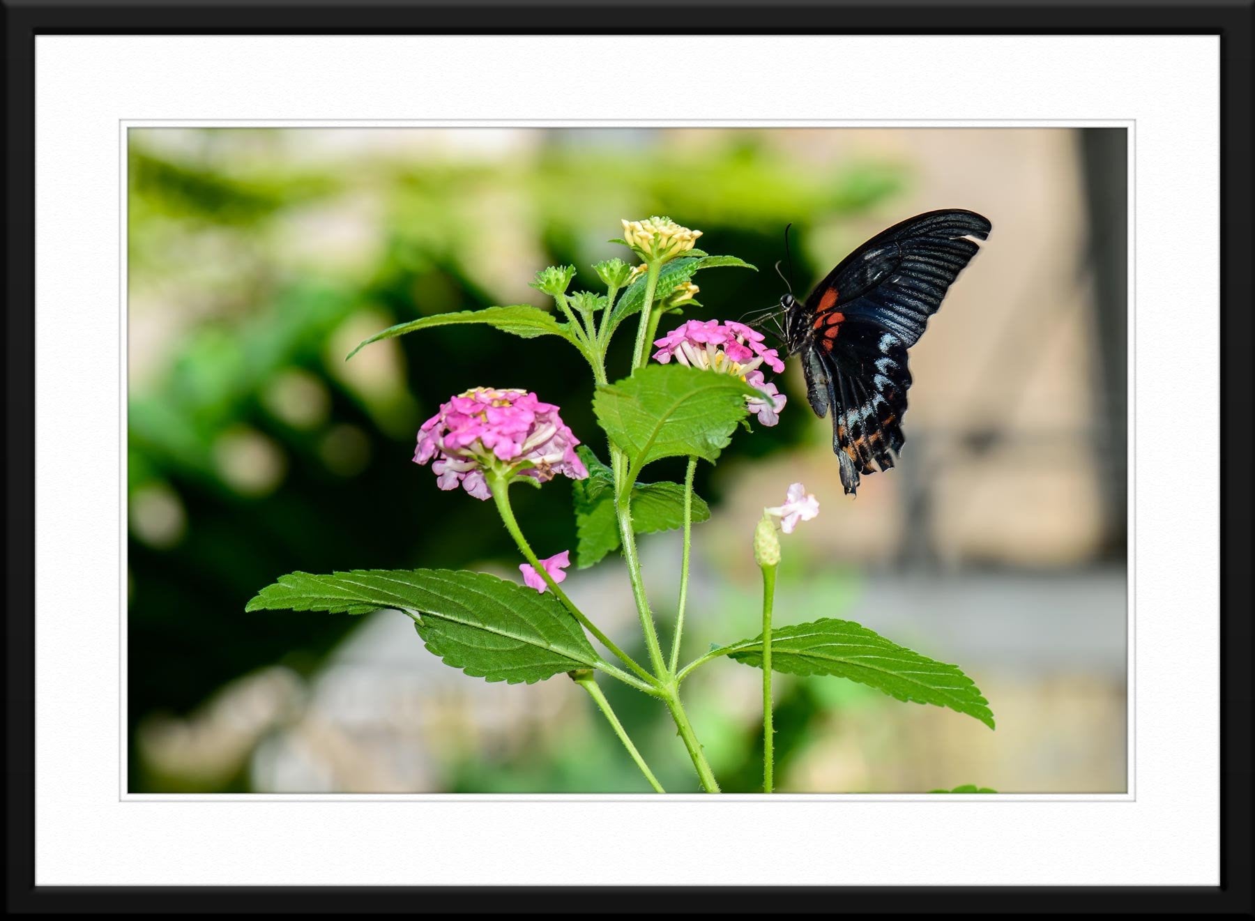 Black Butterfly #6 - Fine Art Photography - Matted and Framed