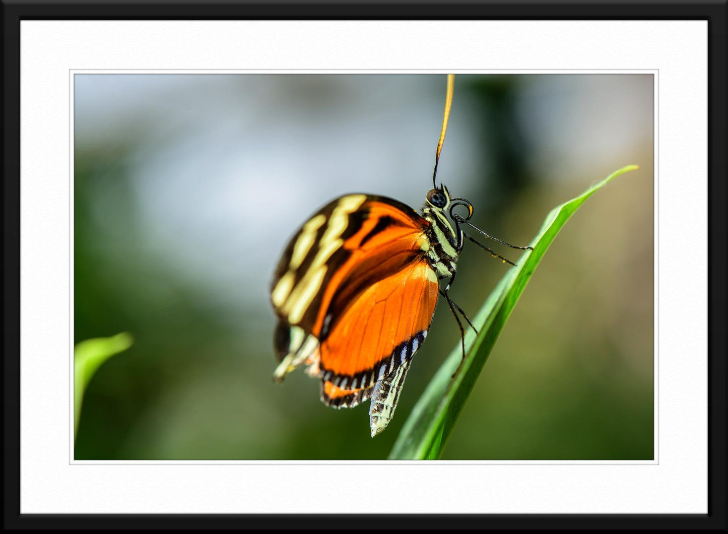 Monarch Butterfly - Fine Art Photography - Matted and Framed