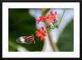 Butterfly #6 - Fine Art Photography - Framed and Matted