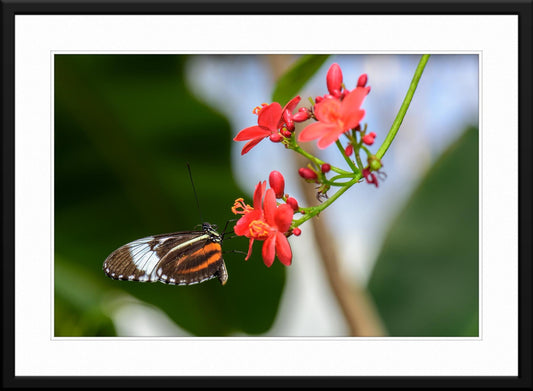 Butterfly #6 - Fine Art Photography - Framed and Matted