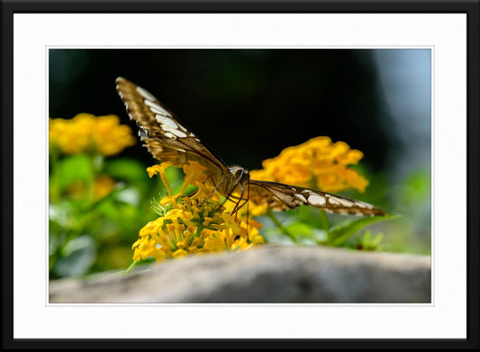 Butterfly #7 - Fine Art Photography - Matted and Framed