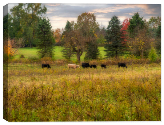 Canvas Wrap  - Photograph of a farm with Cows