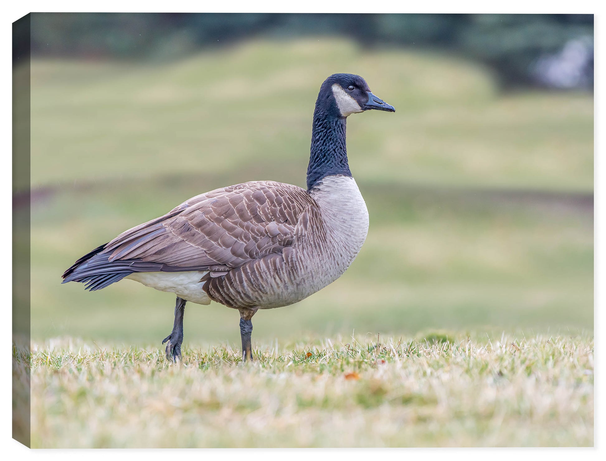 Photograph of a Canada Goose printed on Canvas