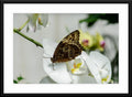 Butterfly & Orchid - Fine Art Photography