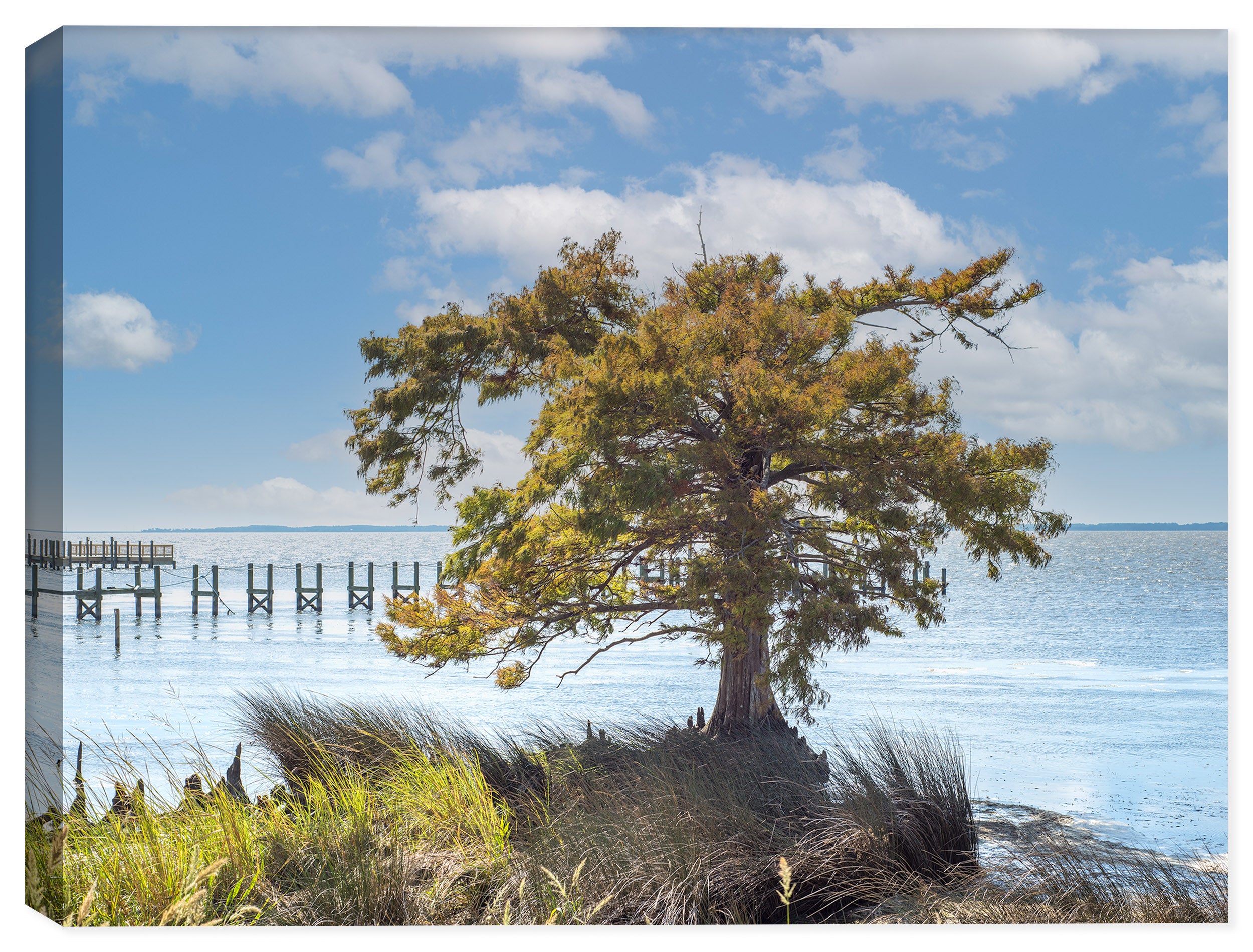 Photograph of a Cypress Tree off the coast of the Sound in the Outer banks, North Carolina.  Printed on Waterproof Canvas.