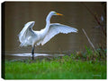 Photography of a White Egret  with its wings spread wide standing on the shore of a lake.  Printed on Waterproof Canvas for Outdoor Use.