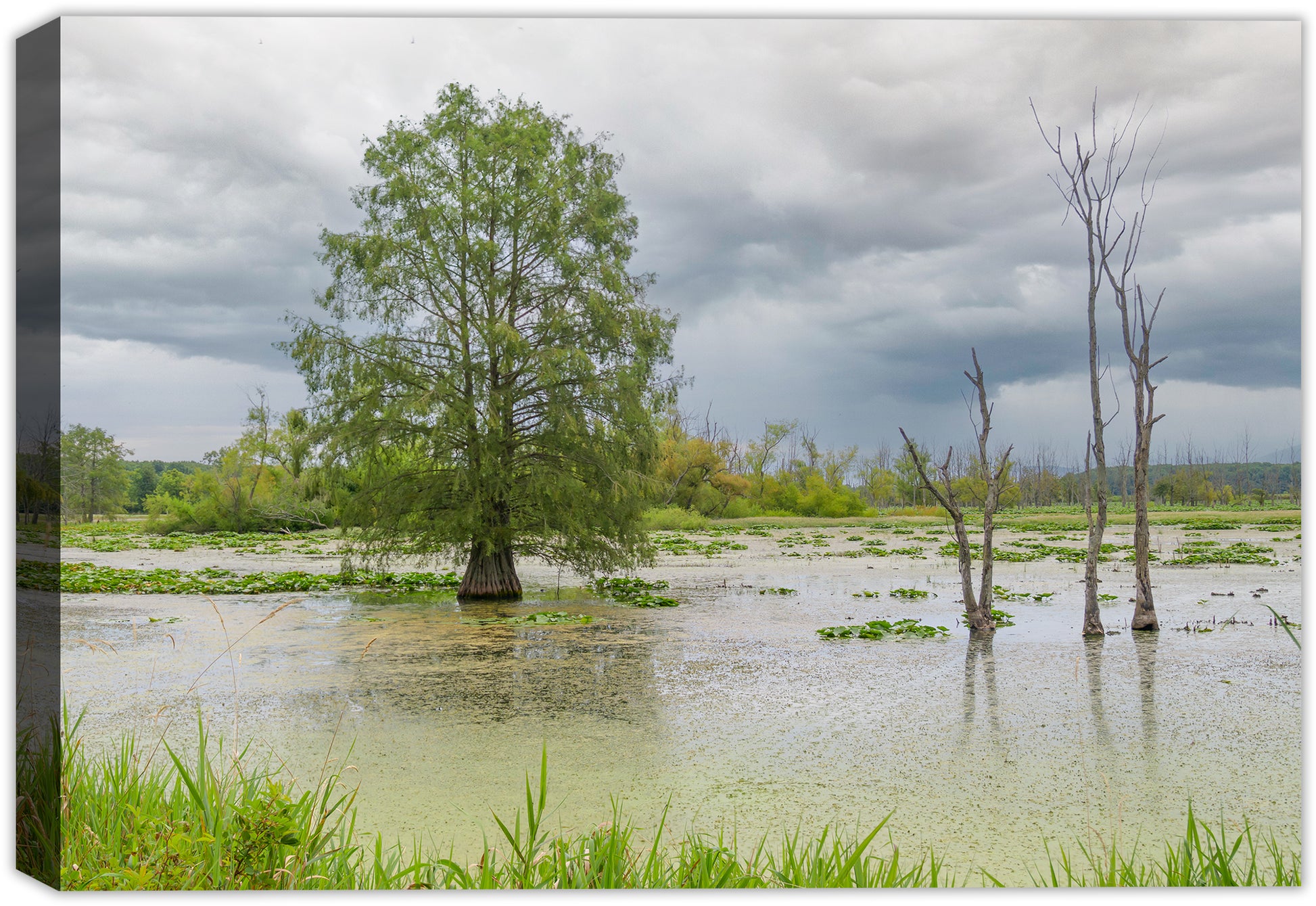 An image of a lone Cypress Tree in the middle of a Wetland area with cloudy skies.  Printed on Waterproof Canvas for Outdoor Use.