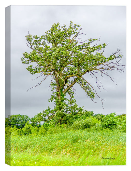 Tree & Grass - Photography by Ray Huffman on Canvas