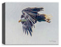 Flying Eagle on Canvas byPaul Limmatta.