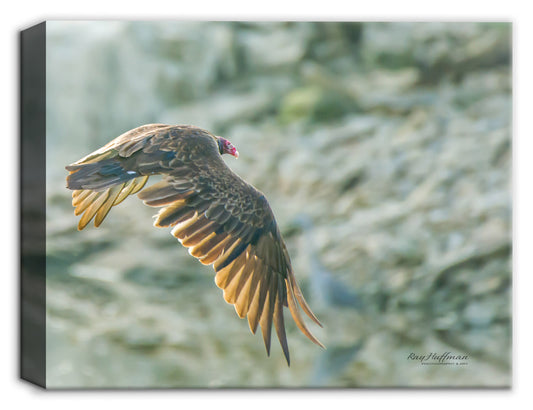 Turkey Vulture on Canvas Photograph
