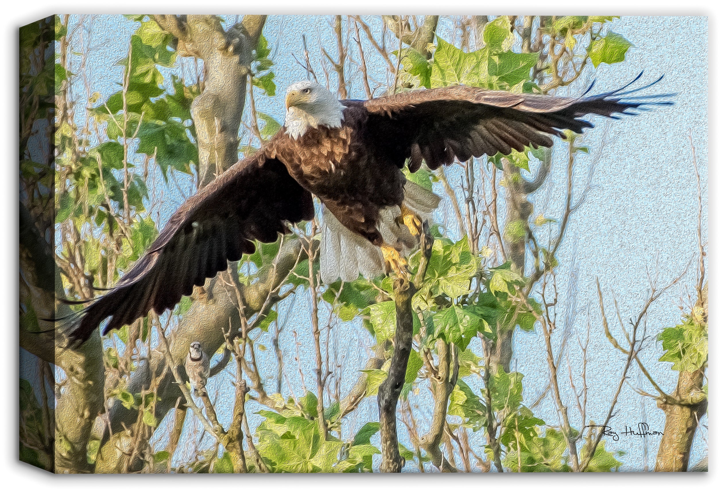 Eagle in Flight - on Canvas