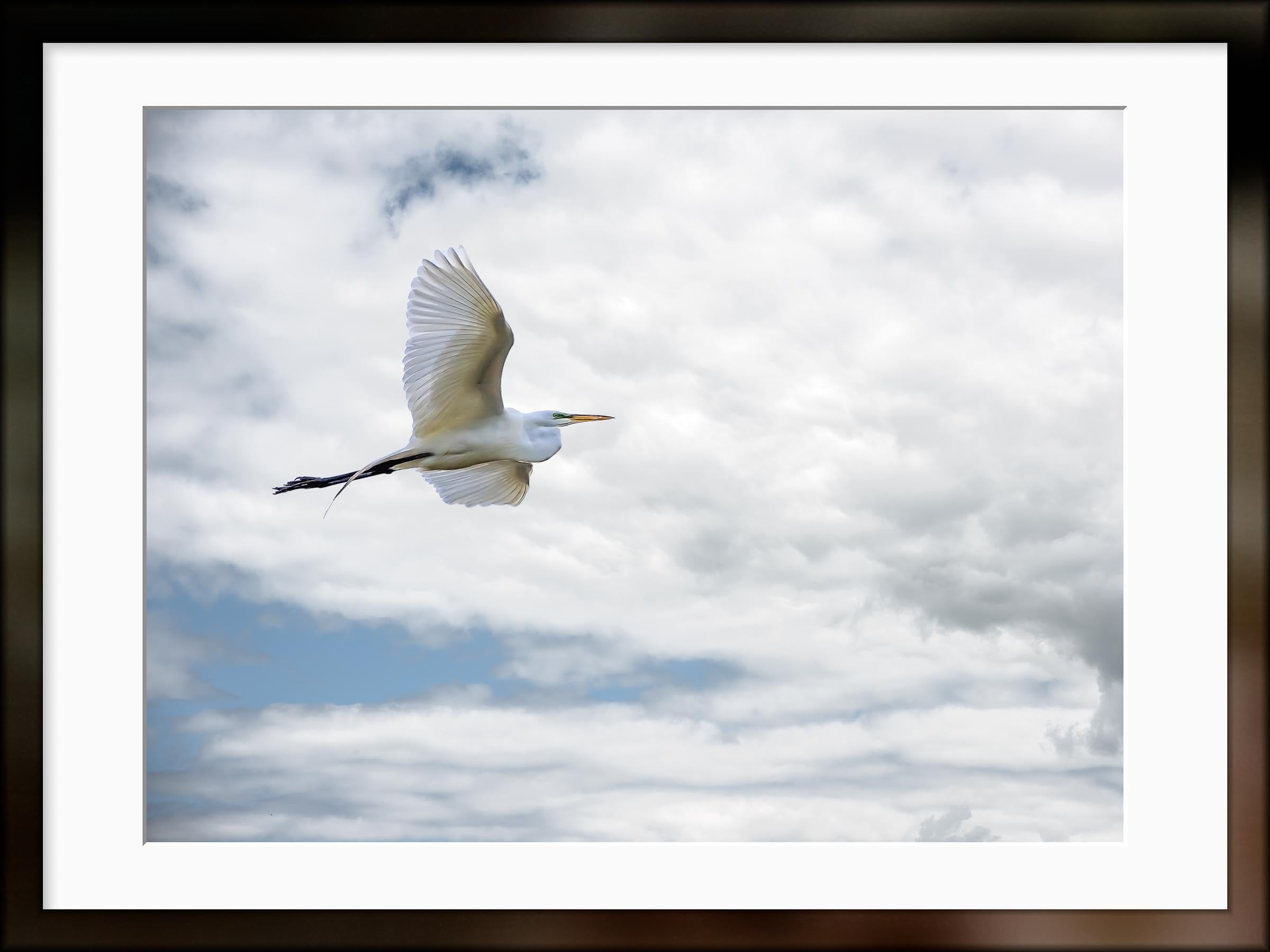 Photograph of a Great White Egret in flight against a cloud sky, matted in a brown frame