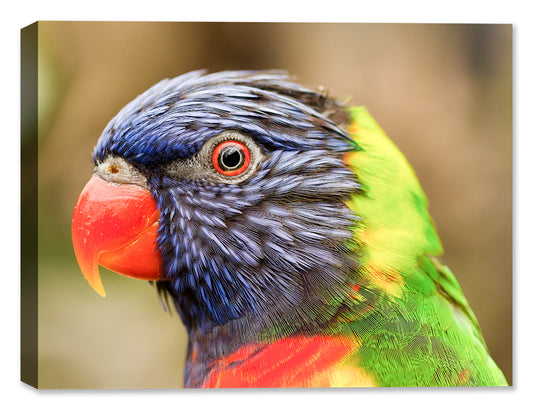 Close up Photography of a Colorful Bird