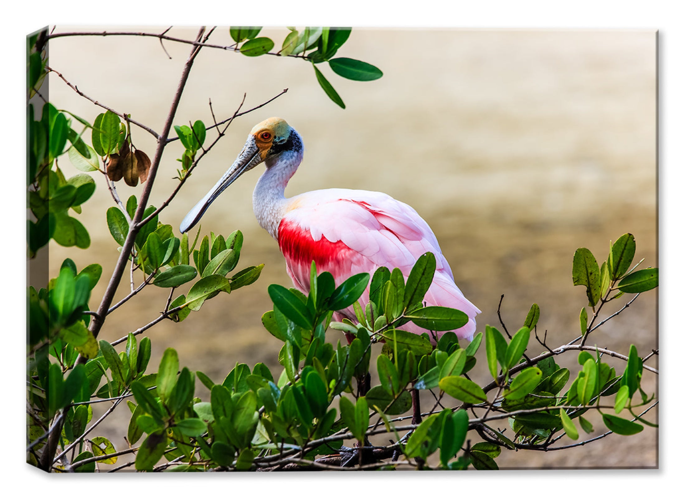 Roseate Spoonbill Photograph – Canvas Art Plus