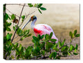 Photo of a Roseqte Spoonbill bird n Florida wild.