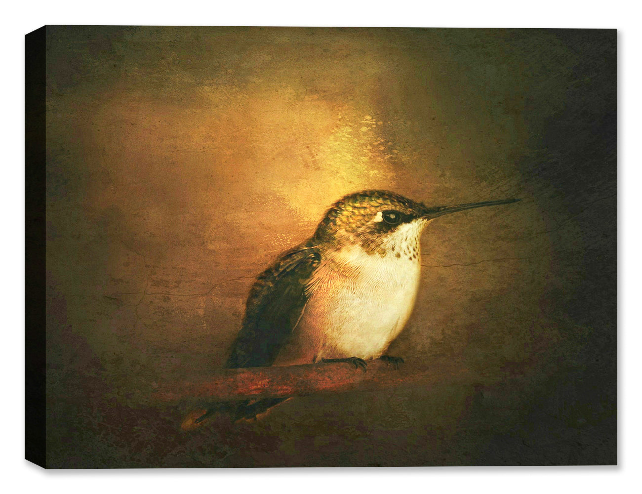 Image of a Ruby Throated Hummingbird printed on Canvas