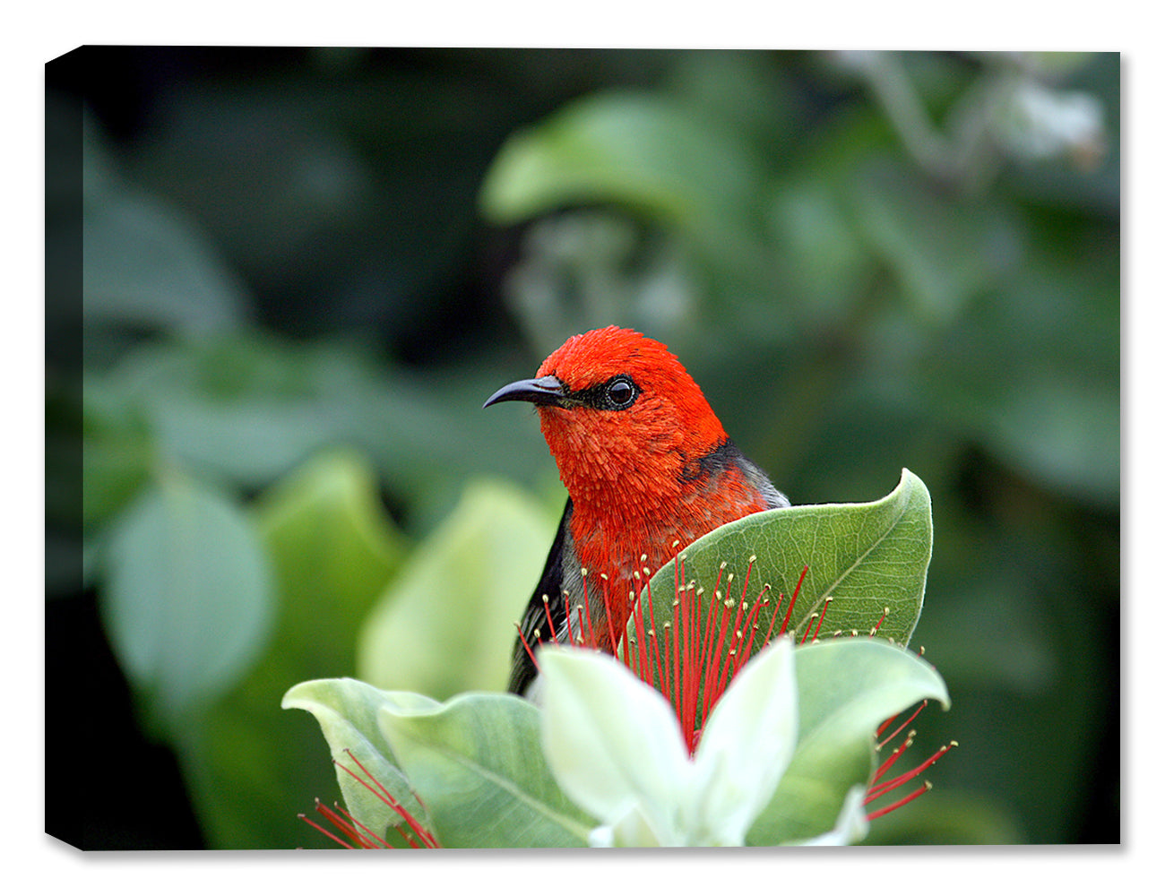 Photograph of a Scarlet Honeyeater bird sitting on a flower - printed on waterproof canvas.