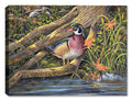 Streamside - a painting  by Carol Decker of a Wood Duck, Butterflies, dragonflies, and wild flowers. Printed on Canvas.