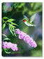 Summer Joy - Hummingbird - Canvas Art Plus