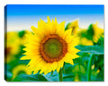 Sunflowers in Field of Flowers Macro Photography - Printed on Canvas
