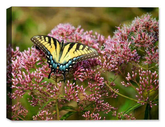 Photo of a SwallowTail Butterfly - Printed on Canvas