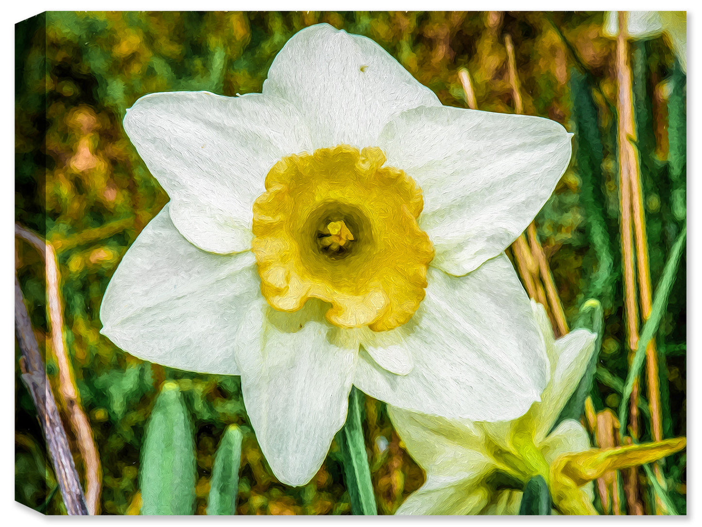 Daffodil in Field - Fine Art Canvas Print - Canvas Art Plus