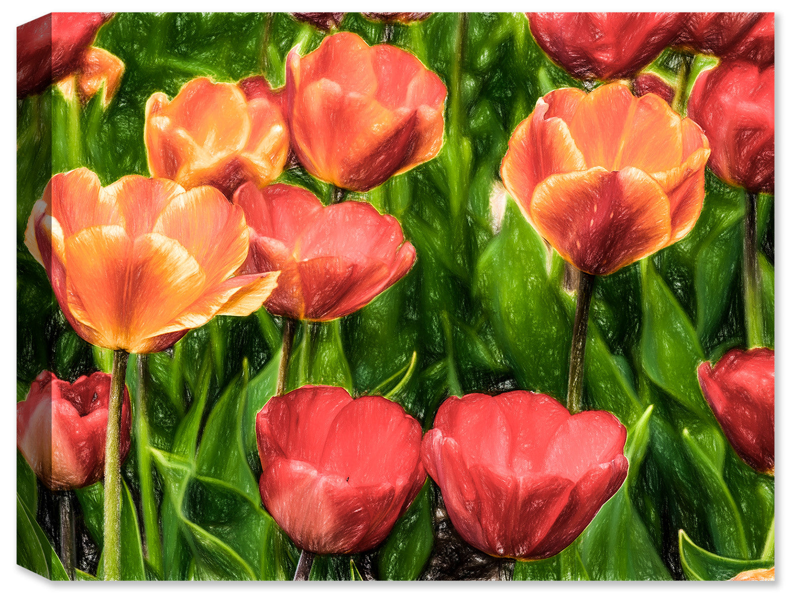 Wild Tulips  - Fine Art Canvas Print - Canvas Art Plus