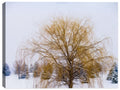 Image of a Weeping Willow Tree in Winter  Snow Covered Grounds.  Printed on Canvas.