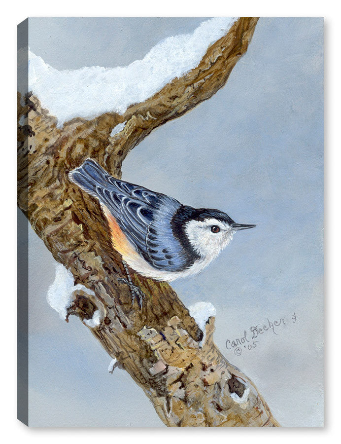 Painting of White Breasted Nuthatch perched on a Tree - Printed on Waterproof Canvas.