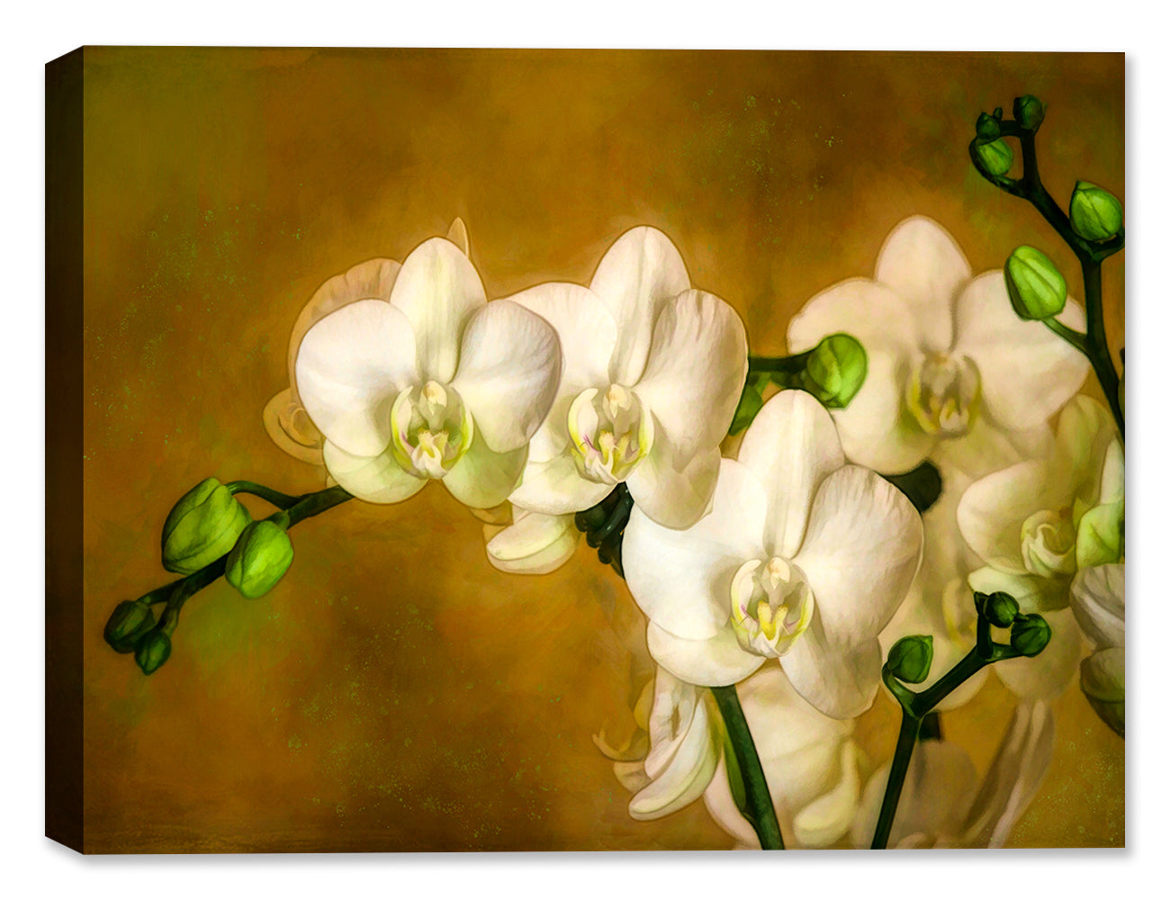 White Orchid Painting - Printed on Canvas