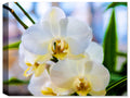 Heavenly White Orchids  - Fine Art Canvas Print