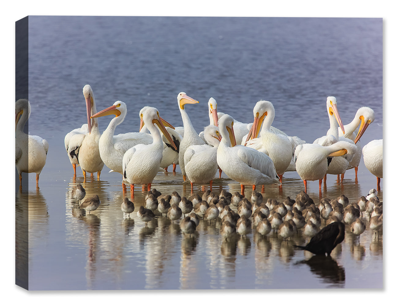 White Pelicans standing in the Water with their chicks - Printed on Canvas