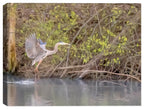 White Egret Landing on Water - Printed on Canvas