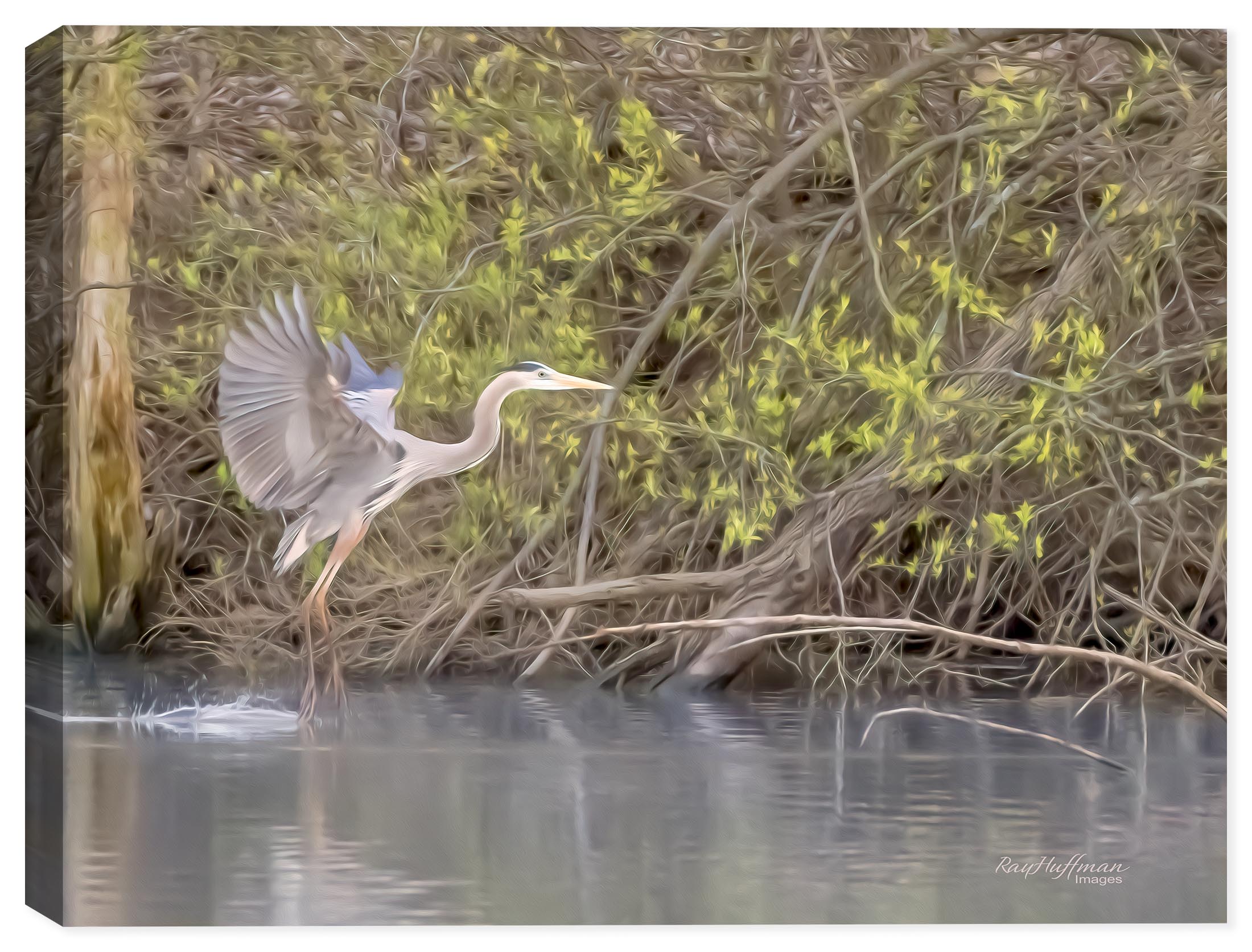 White Egret Landing on Water - Printed on Canvas