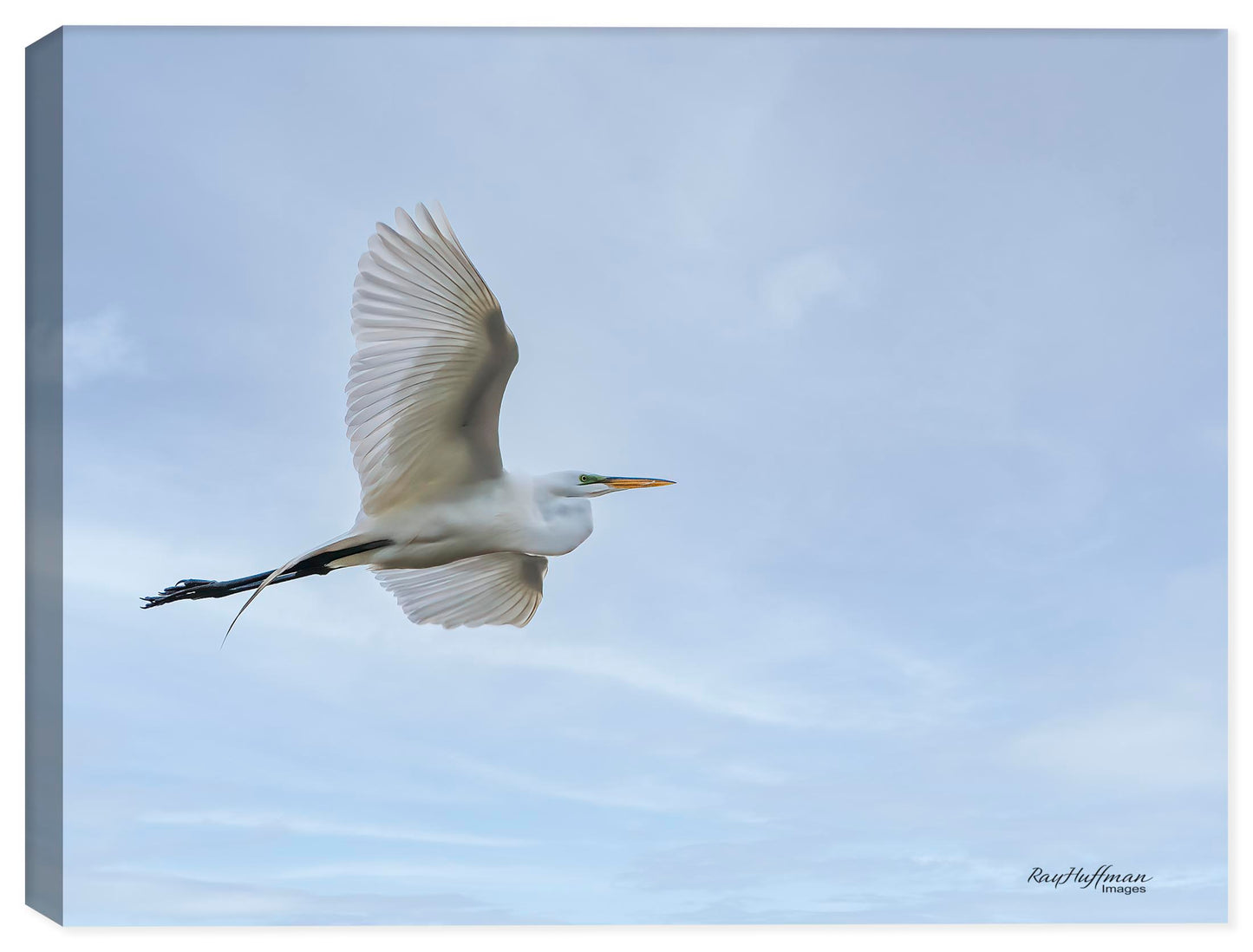 White Egret in Flight - Photo on Canvas