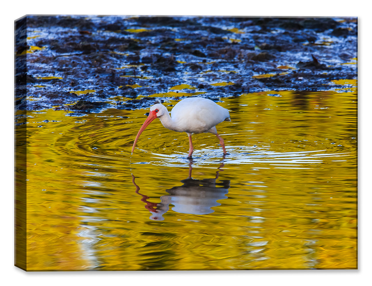 Photo of a White Ibis in the Water - Printed on Waterproof Canvas
