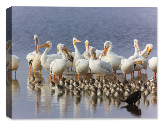 White Pelicans - by Garry Wilcox