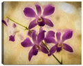 Fine Art Image of a Spring Orchid Wildflower  - Printed on Canvas Wrap