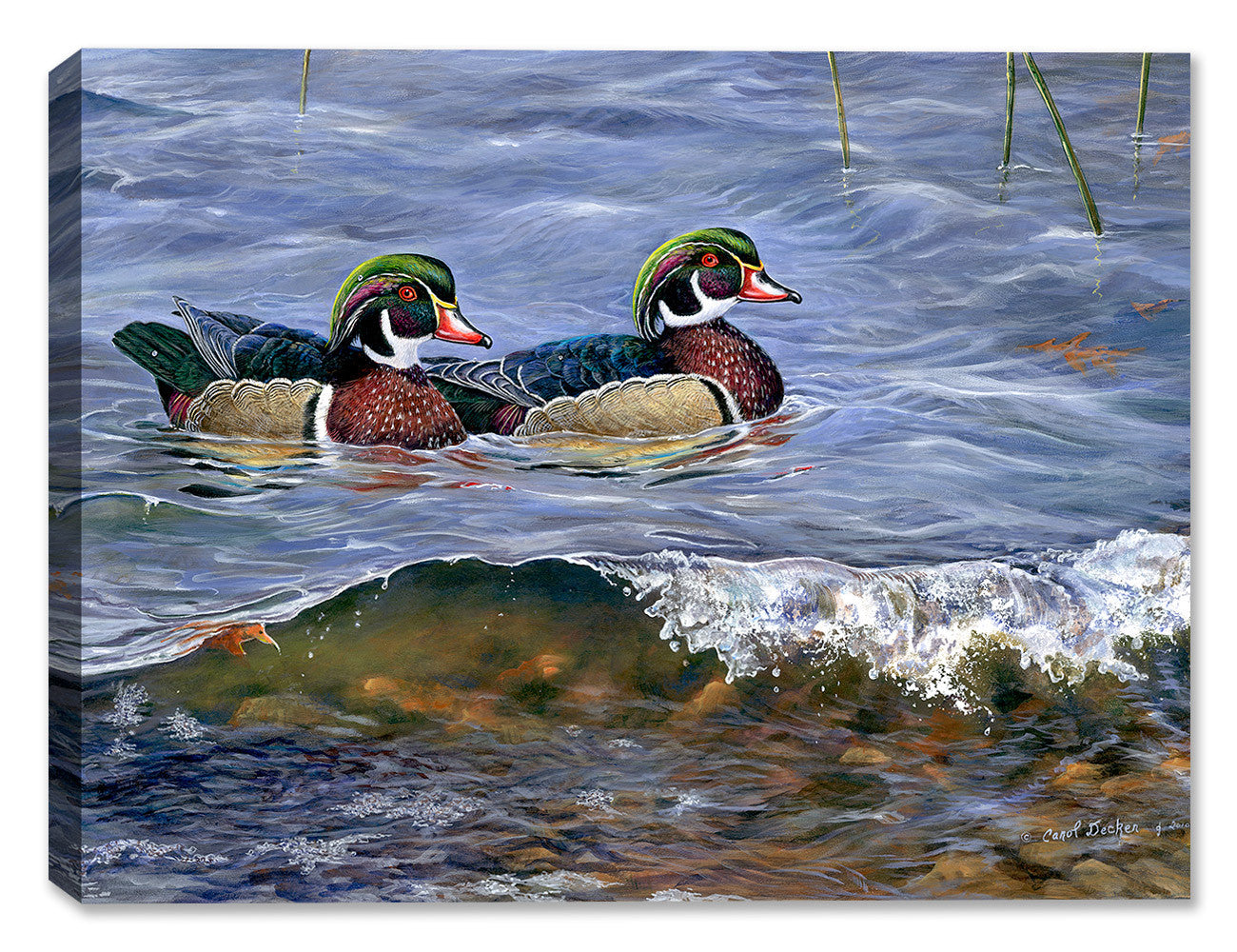 Painting of Wood Ducks swimming in Blue water - Printed on Waterproof Canvas.