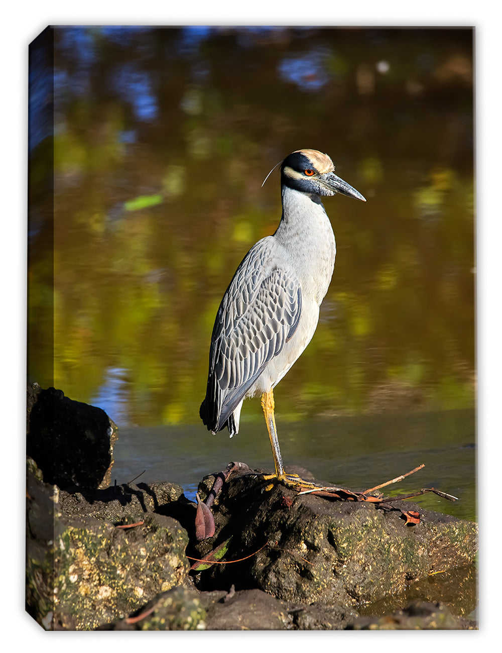 Yellow Crowned Night Heron - by Garry Wilcox