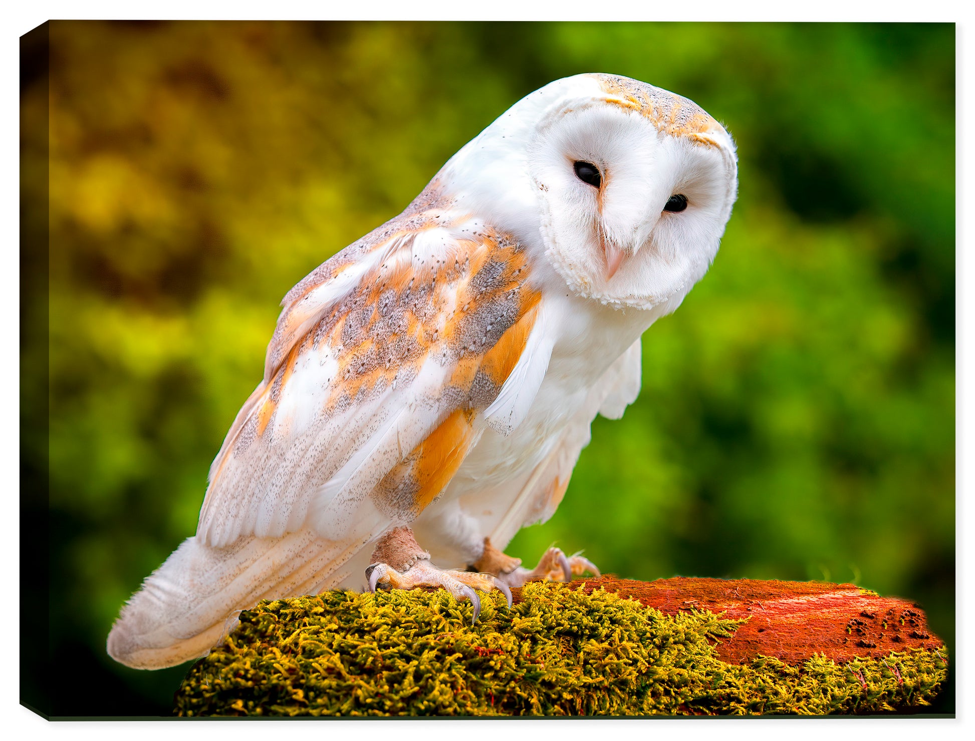 Owl Photo on Canvas