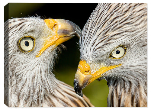 Birds of Prey - Canvas Art - Canvas Art Plus
