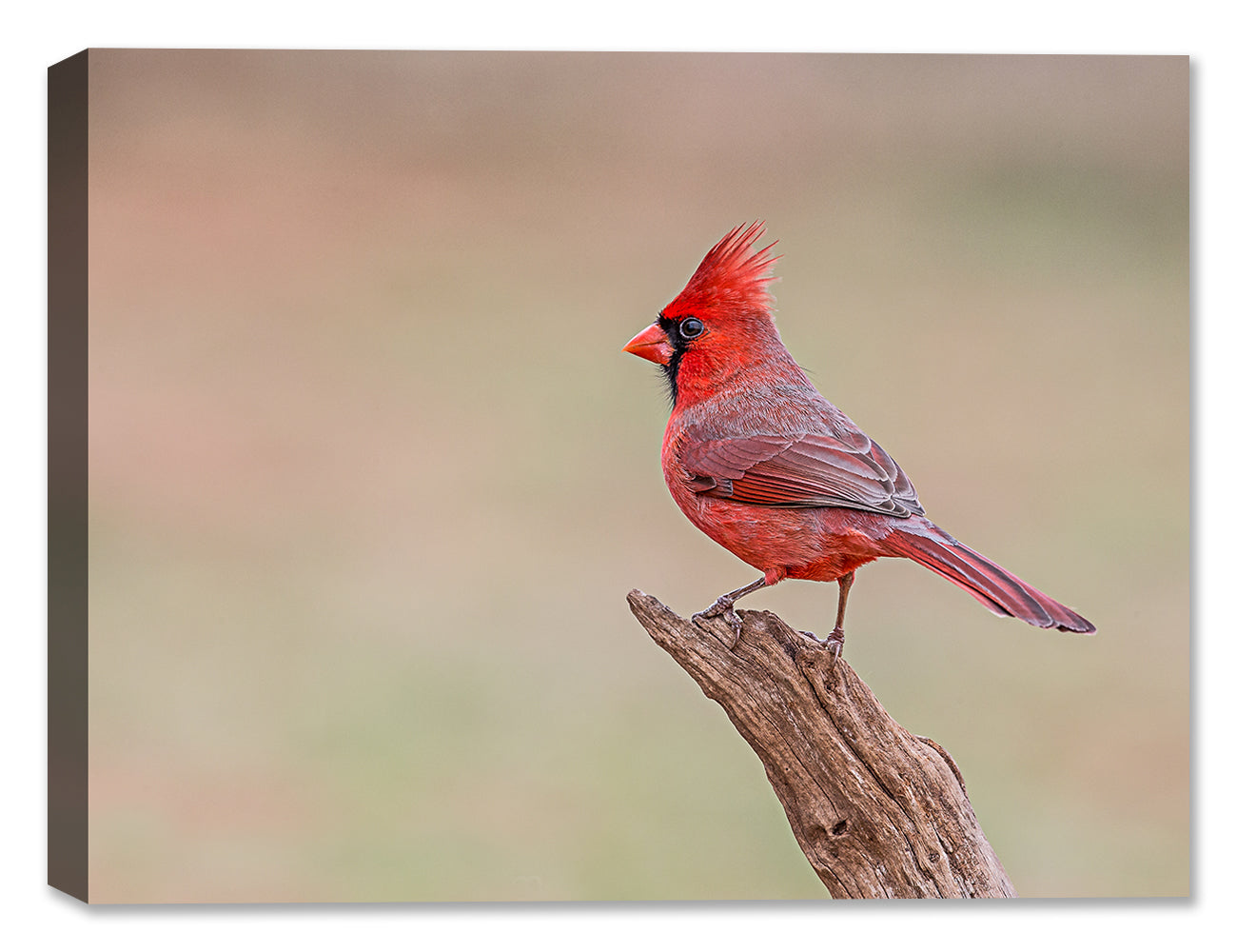Cardinal Perched on a Branch - Photograph
