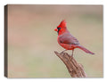 Male Cardinal Photograph printed on Waterproof Canvas