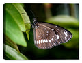 Butterfly Fine Art Photography on Canvas