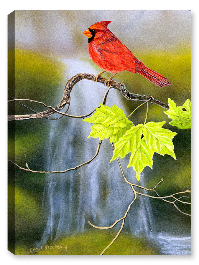 Cardinal near Waterfalls - Canvas Art Plus