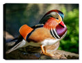 Photo of Carolina Wood Duck on Canvas