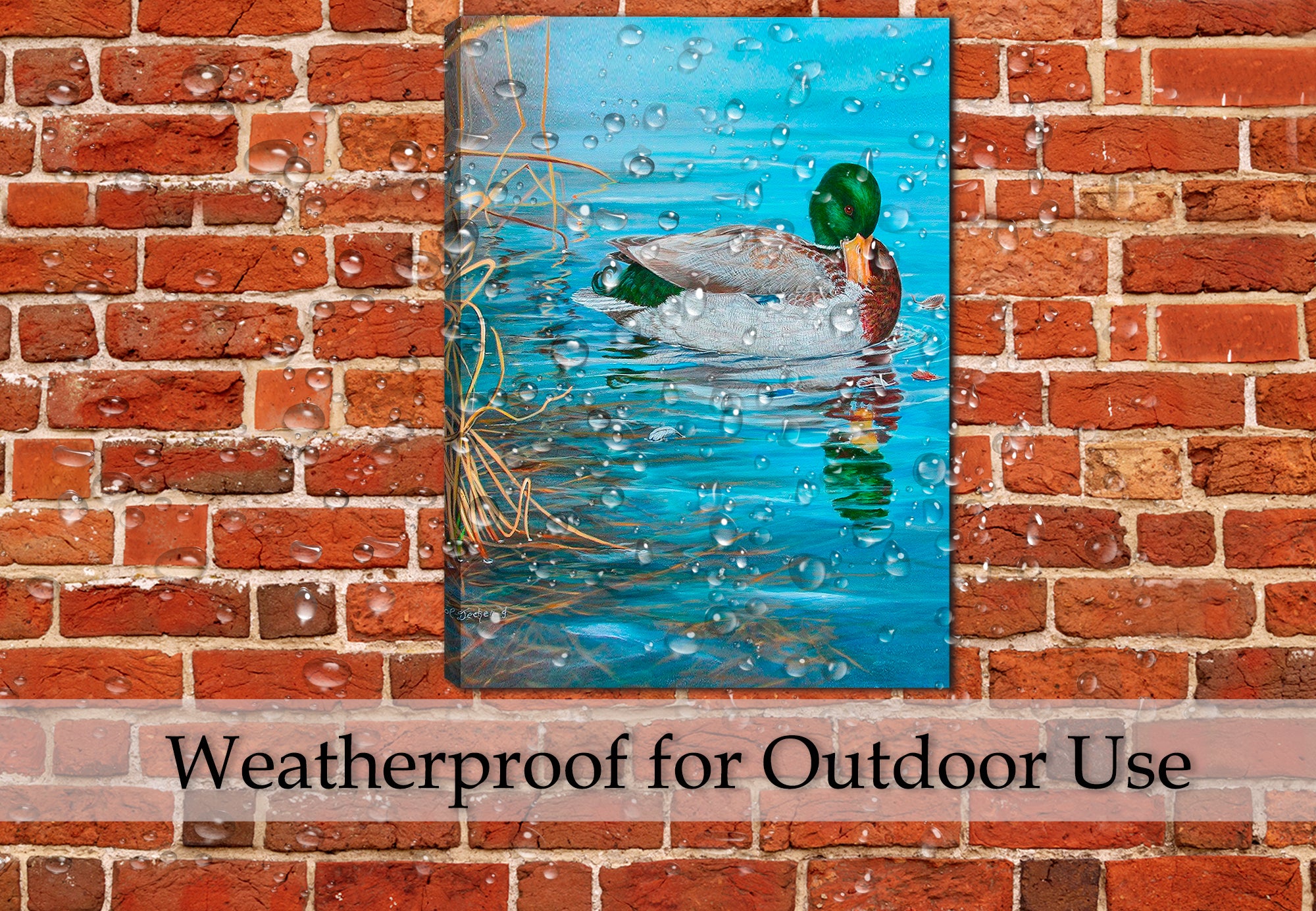 Grooming Mallard by Carol Decker - on Canvas - Hung on Outdoor Patio Wall