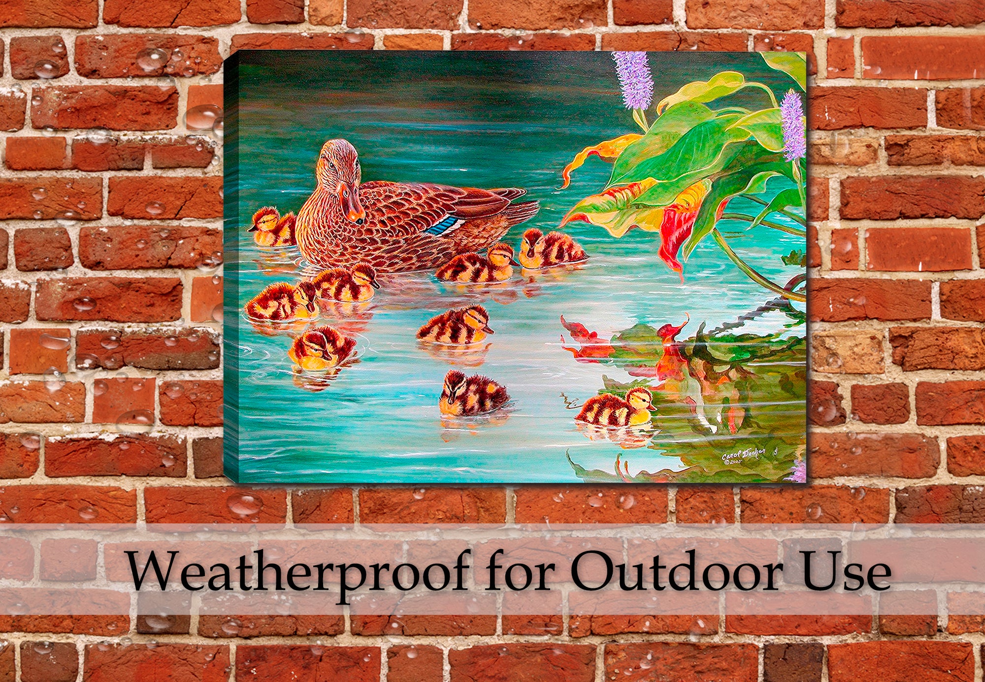 Painting of a Mother Mallard with her chicks swimming on the Lake.  Canvas Wrapped Print hanging on a brick patio wall  Bathroom Wall in the rain. 