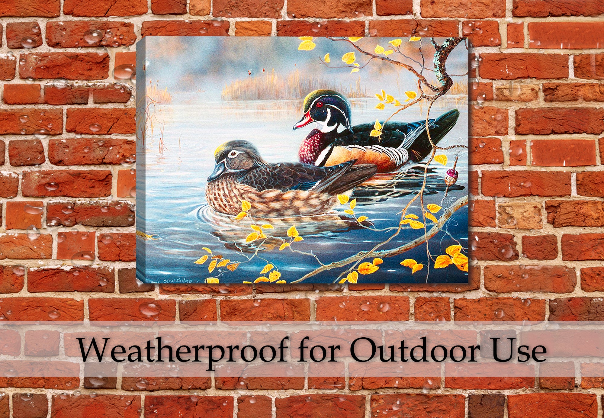 Wood Duck and Bobber by Carol Decker - Printed on Waterproof Canvas - Hanging on Brick Patio Wall in the Rain